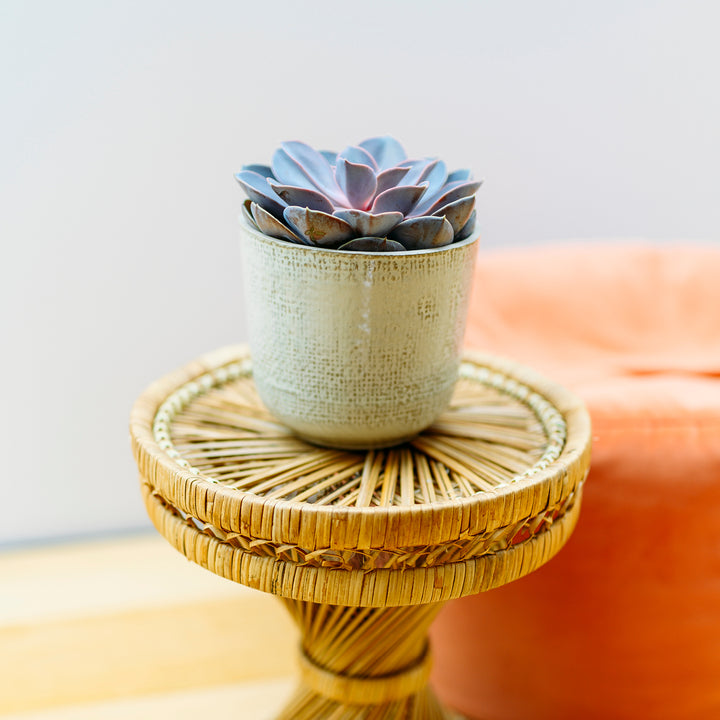 Echeveria 'Purple Pearl' im Wohnzimmer