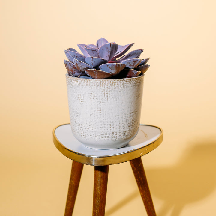 Echeveria 'Purple Pearl' als Zimmerpflanze