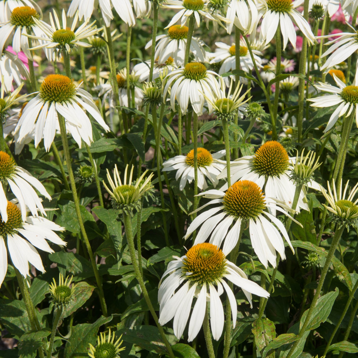 Echinacea purpurea 'Alba'