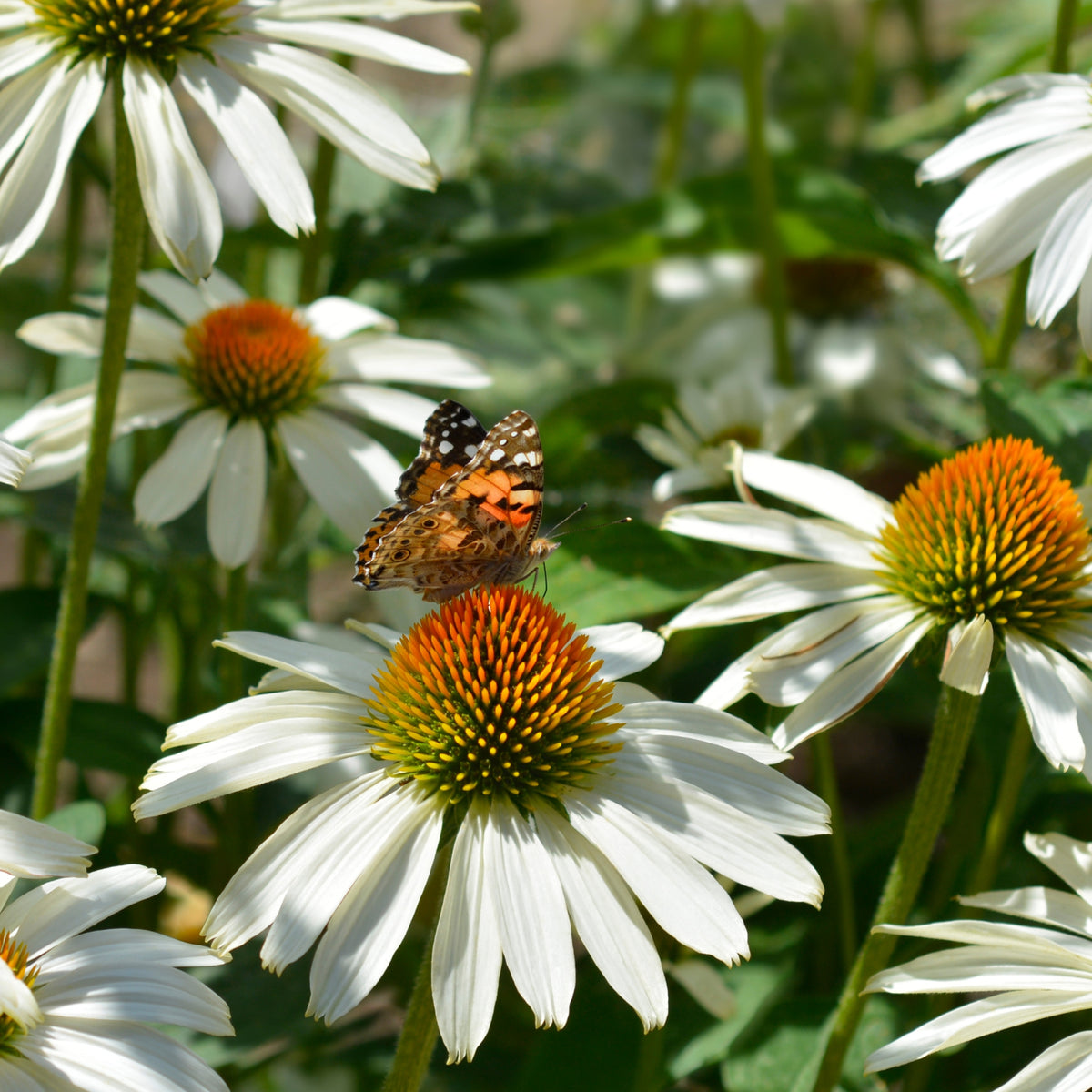 Echinacea purpurea 'Alba'