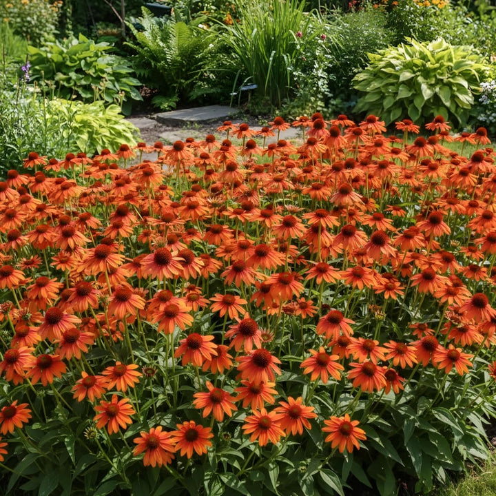 Echinacea purpurea 'Cheyenne'