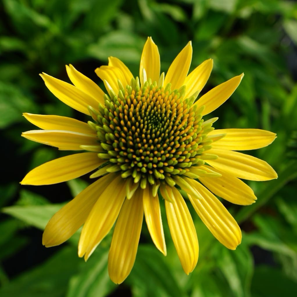 Echinacea purpurea 'Eccentric Yellow'®