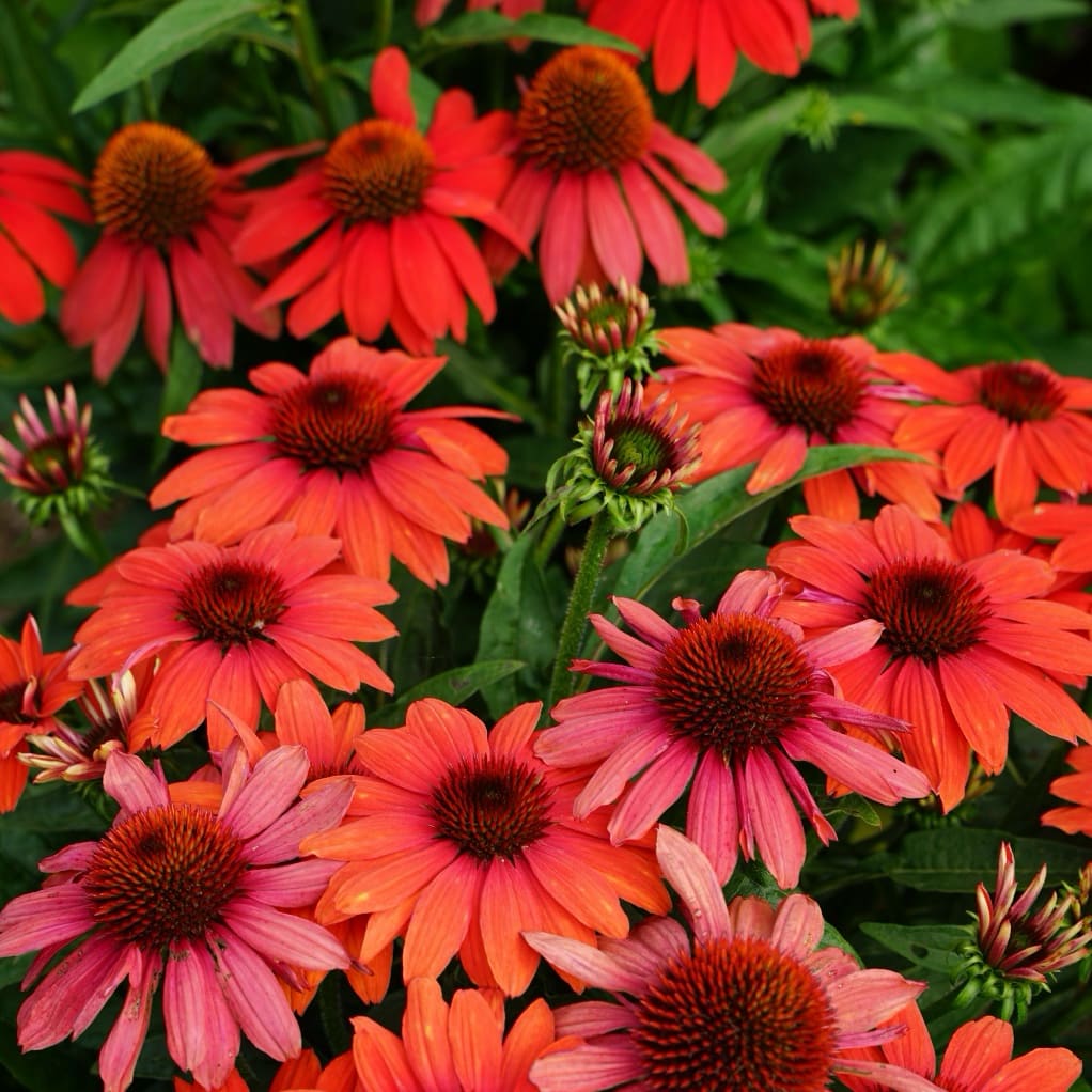 Echinacea purpurea 'Lakota Red'