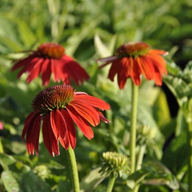 Echinacea purpurea 'Lakota Red'