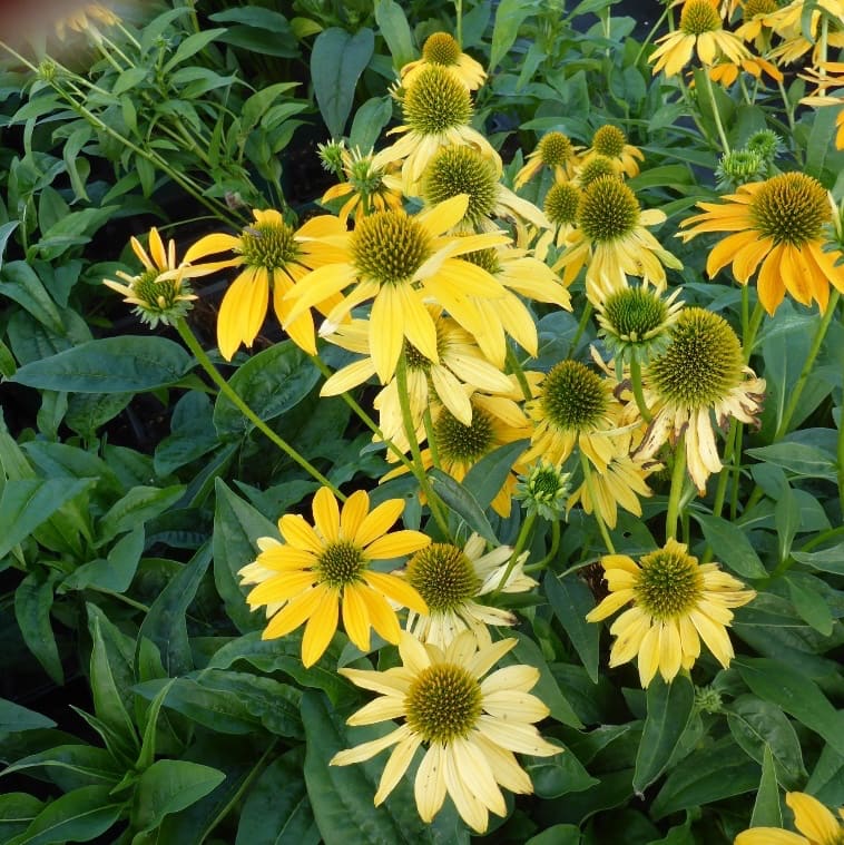 Echinacea purpurea 'Lakota Yellow'