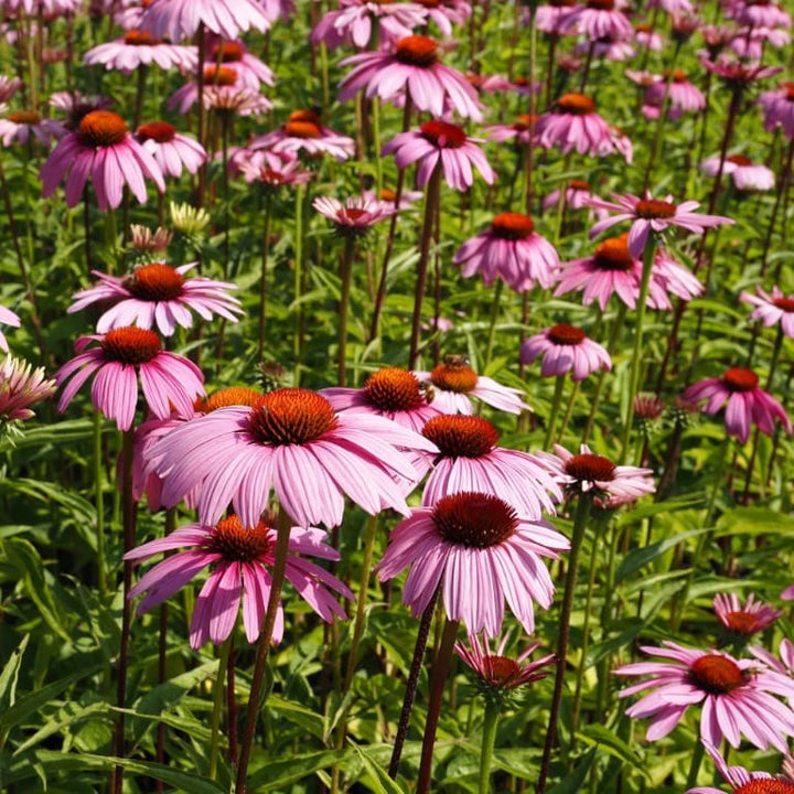 Echinacea purpurea 'Magnus'