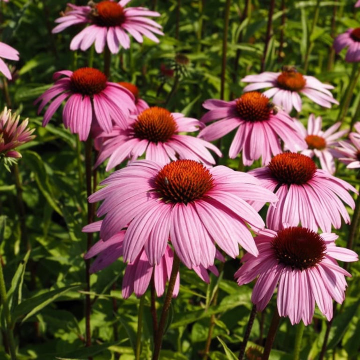 Echinacea purpurea 'Magnus'