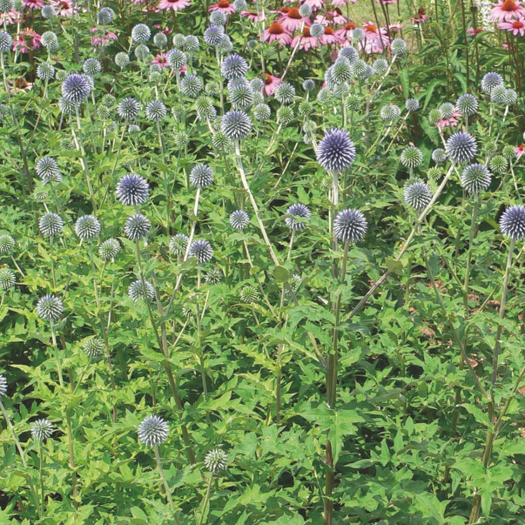 Echinops ritro 'Blue Globe'
