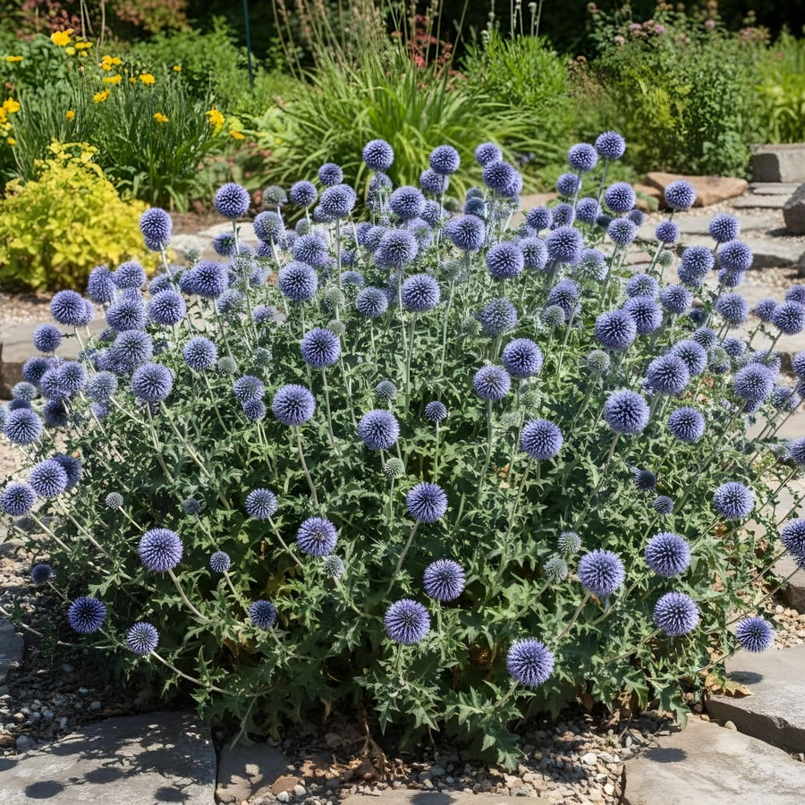 Echinops ritro 'Blue Globe'