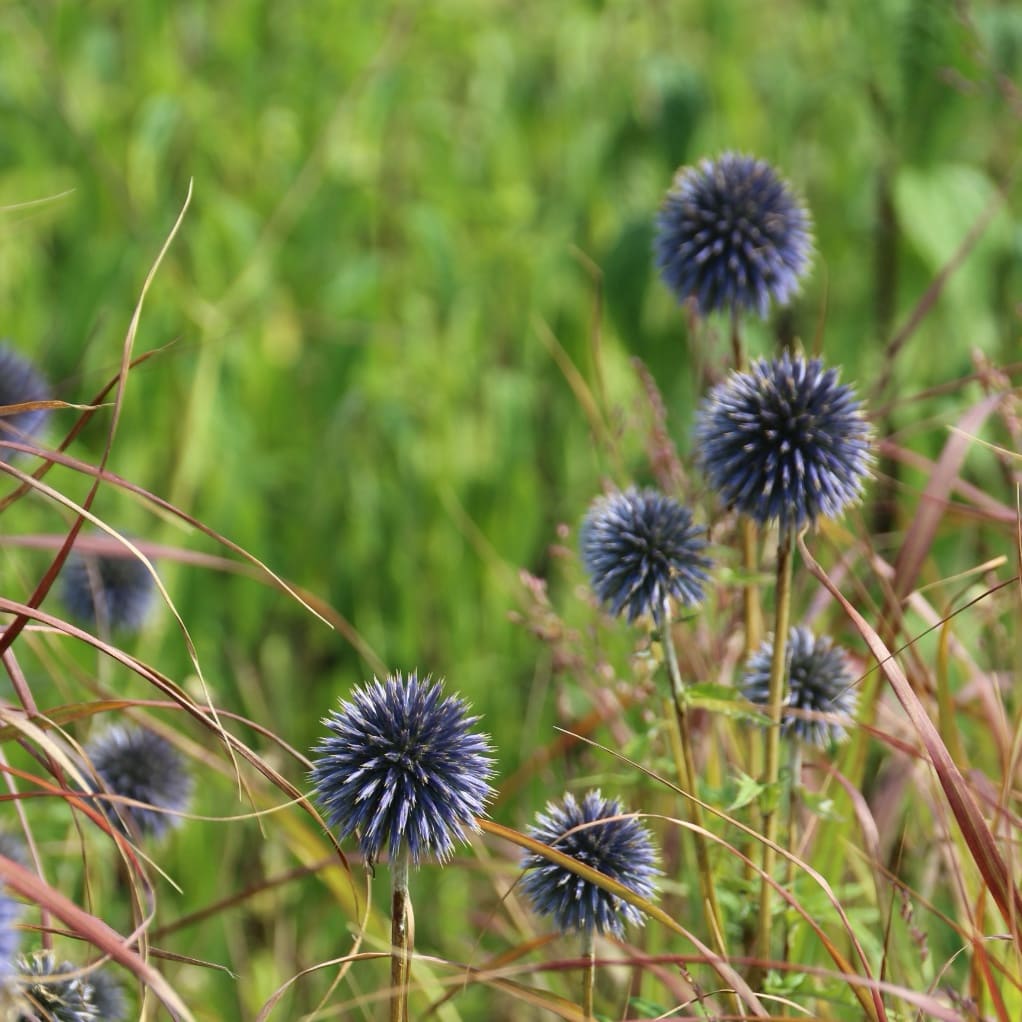Echinops ritro