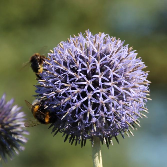 Echinops ritro