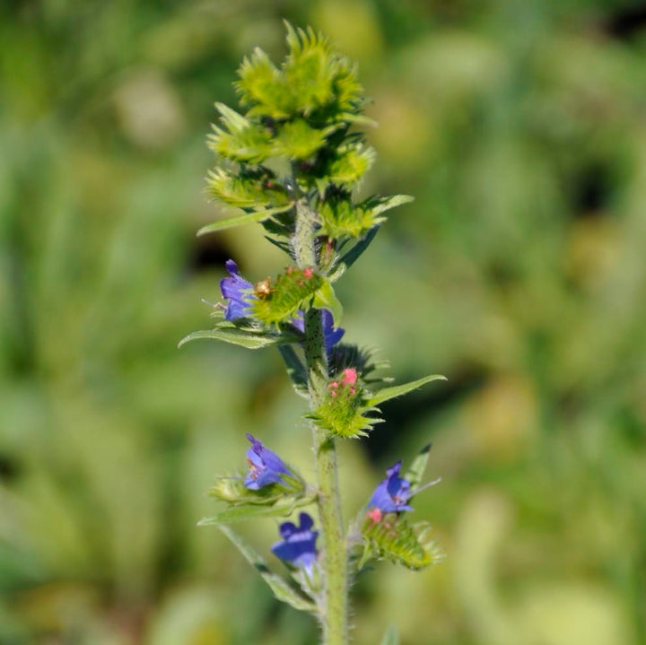 Echium vulgare