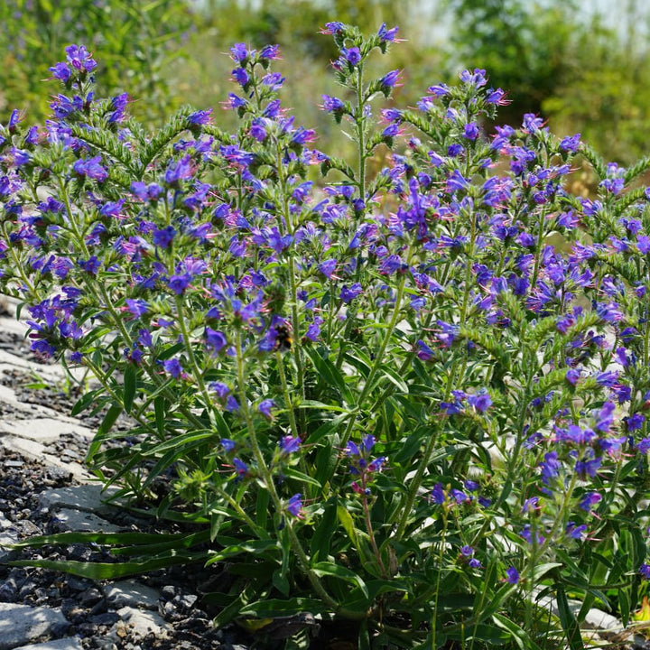 Echium vulgare