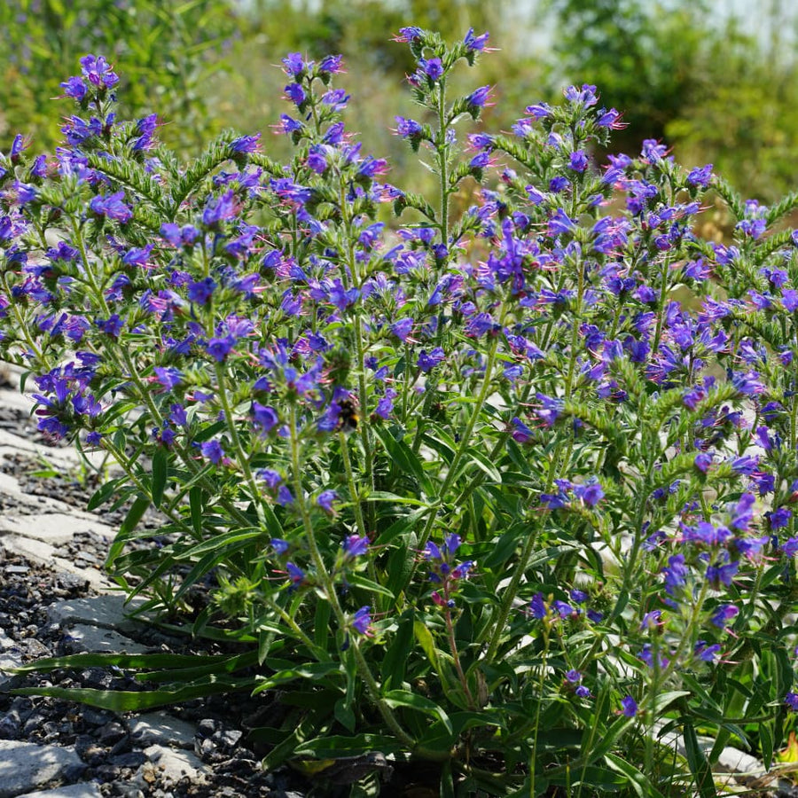 Echium vulgare