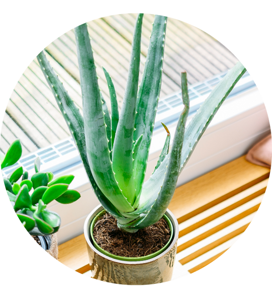 Aloe vera (Echte Aloe) kaufen - Plantura Shop