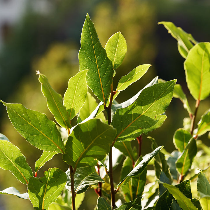 Laurus nobilis im Garten