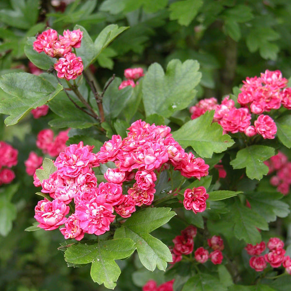 Echter Rotdorn 'Paul´s Scarlet'