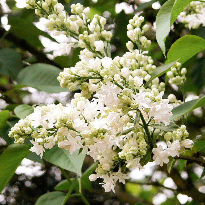Blüte des Edelflieders 'Madame Lemoine'