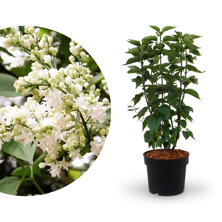 Edelflieder 'Madame Lemoine'