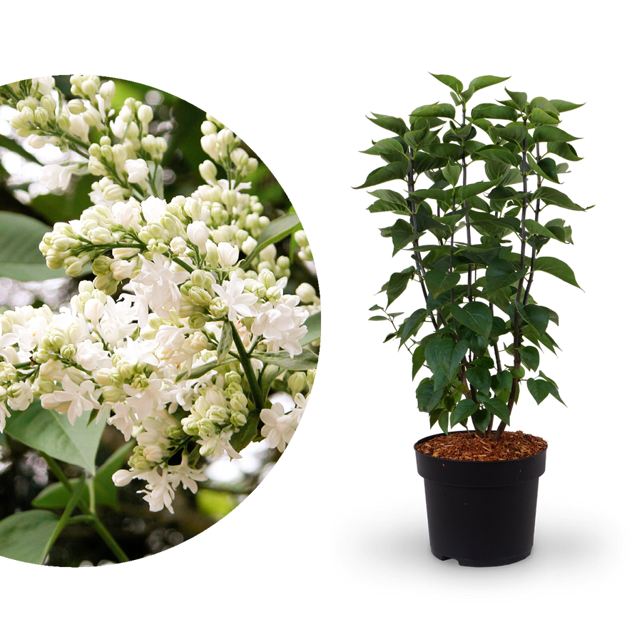 Edelflieder 'Madame Lemoine'