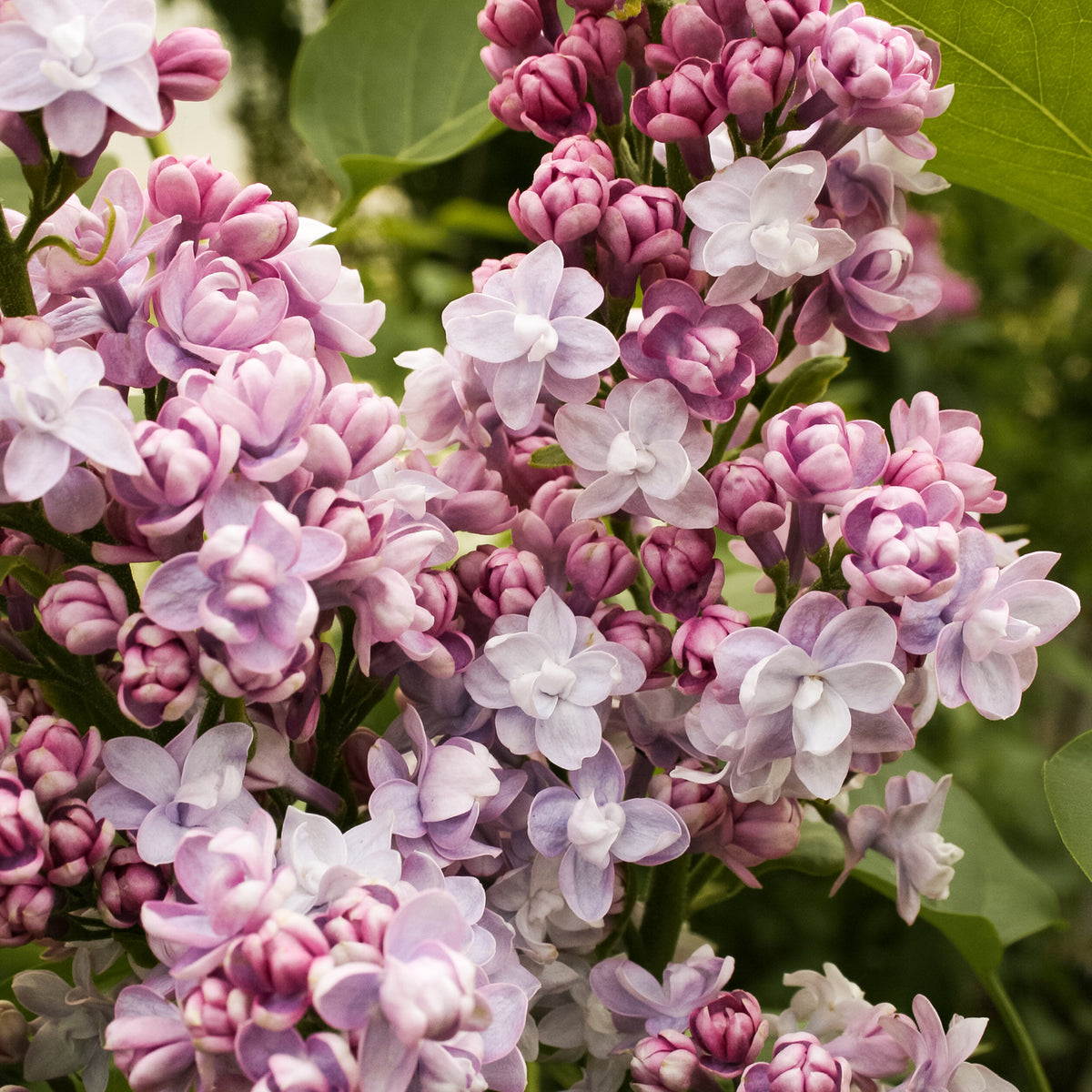 Blüte des Edelflieders 'Michel Buchner'