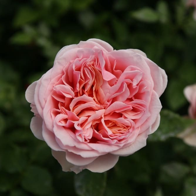 Edelrose 'Amorosa'® Zartrosa