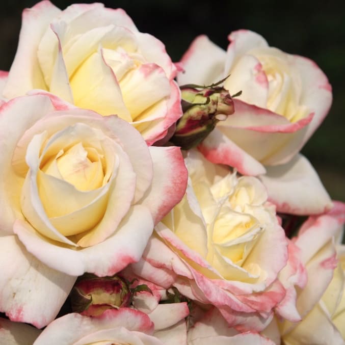 Edelrose 'Athena'® Creme-Rosa