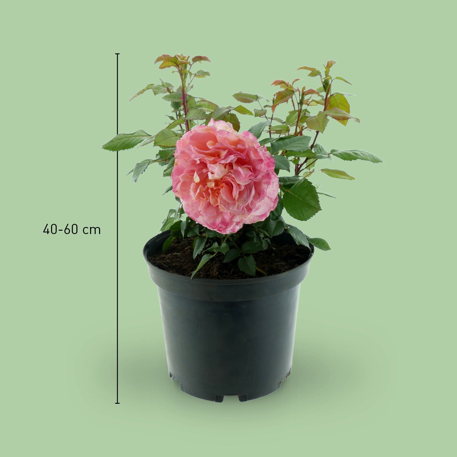 Größe der Edelrose 'Augusta Luise'®