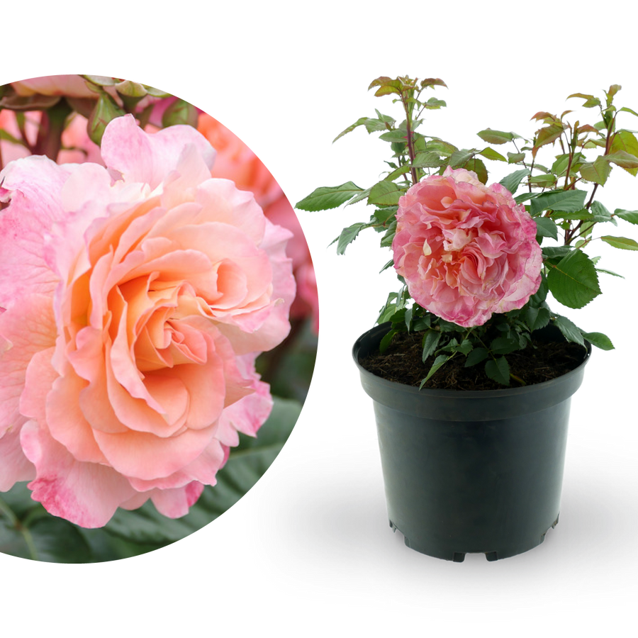 Edelrose 'Augusta Luise'® Pfirsich