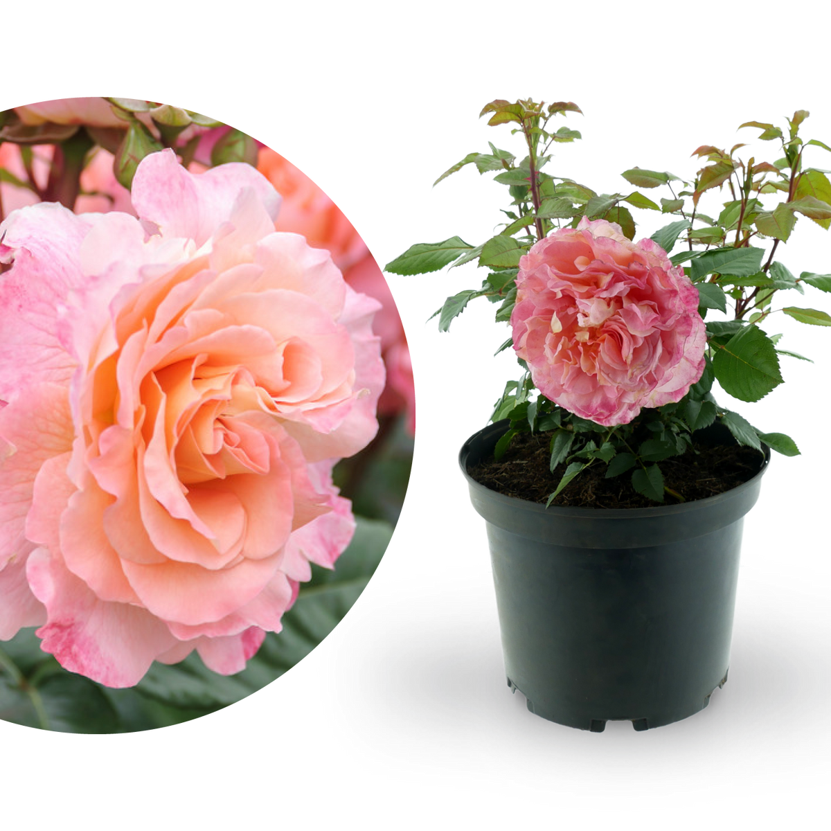 Edelrose 'Augusta Luise'® Pfirsich