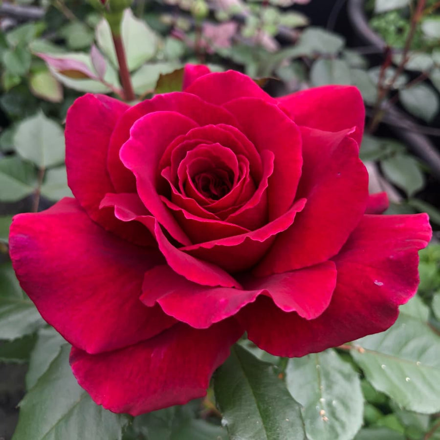 Edelrose 'Bellevue'® Purpurrot