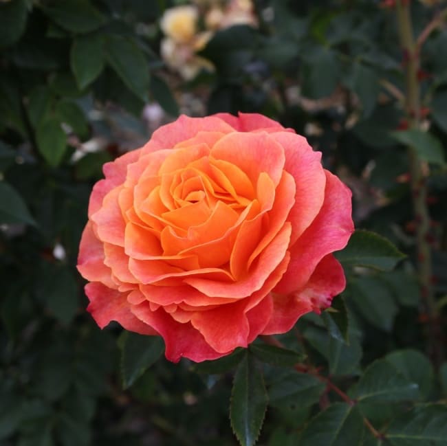 Edelrose 'Better Times'® Gelb-Orange-Rosa