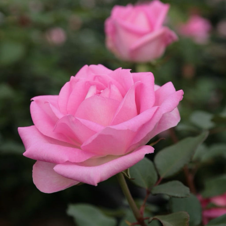 Edelrose 'Beverly'® Zartrosa