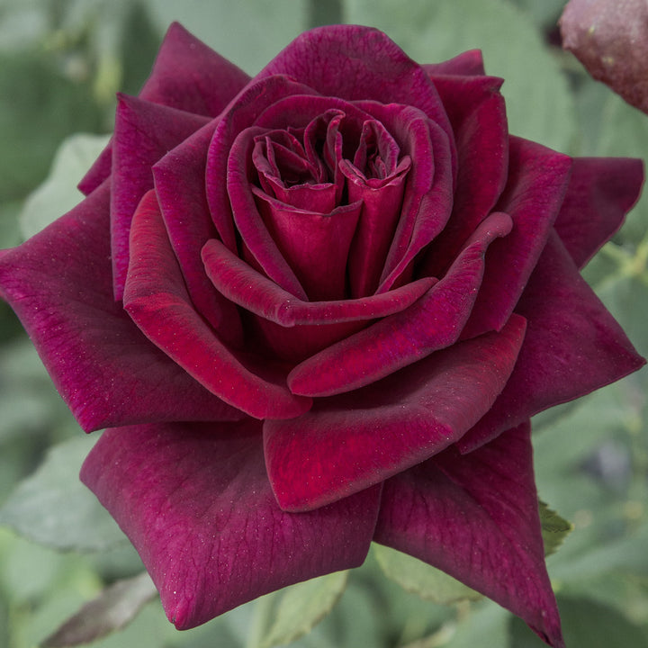 Blüte der Edelrose 'Black Parfumella'®