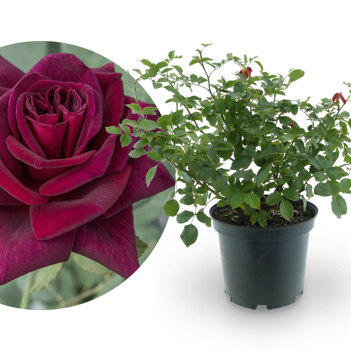 Edelrose 'Black Parfumella'® Dunkel-Purpurrot