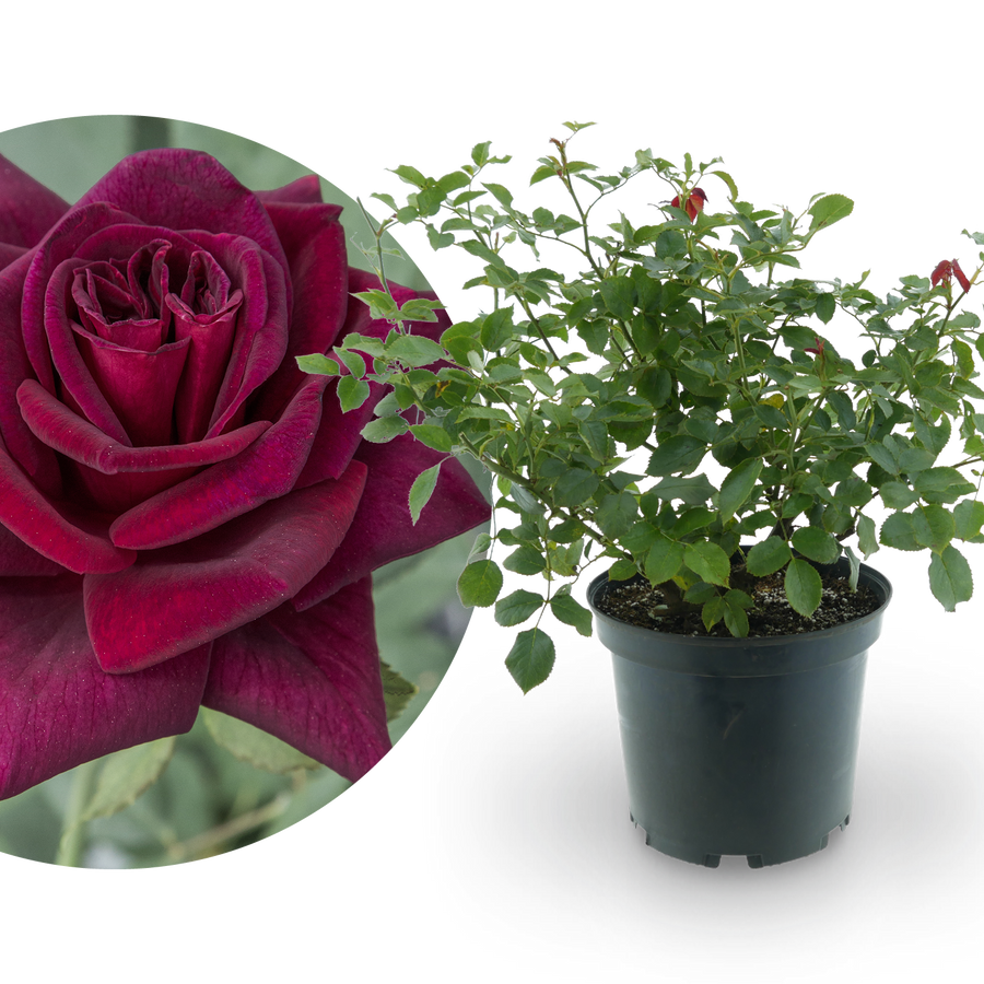 Edelrose 'Black Parfumella'® Dunkel-Purpurrot