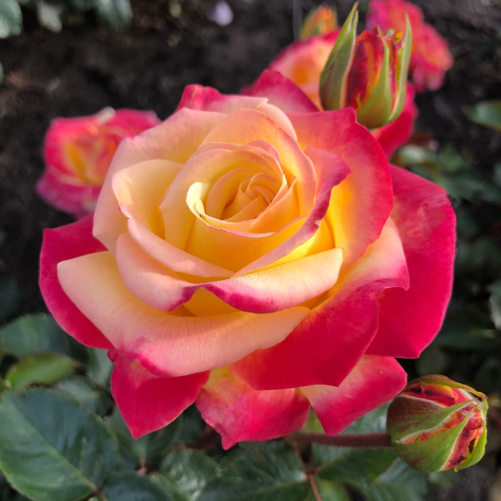 Edelrose 'Casino'® Gelb-Rot