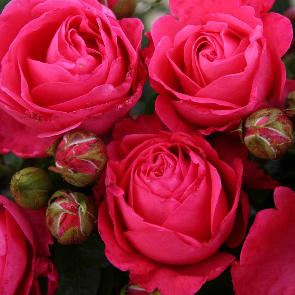 Edelrose 'Cherry Lady'® Kirschrosa
