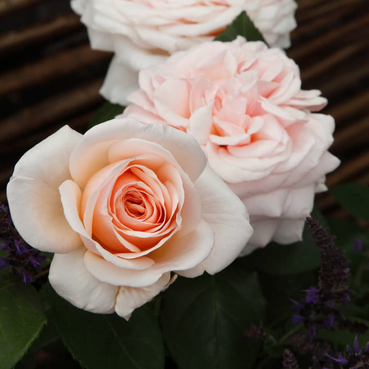 Edelrose 'Courage'® Pastellapricot