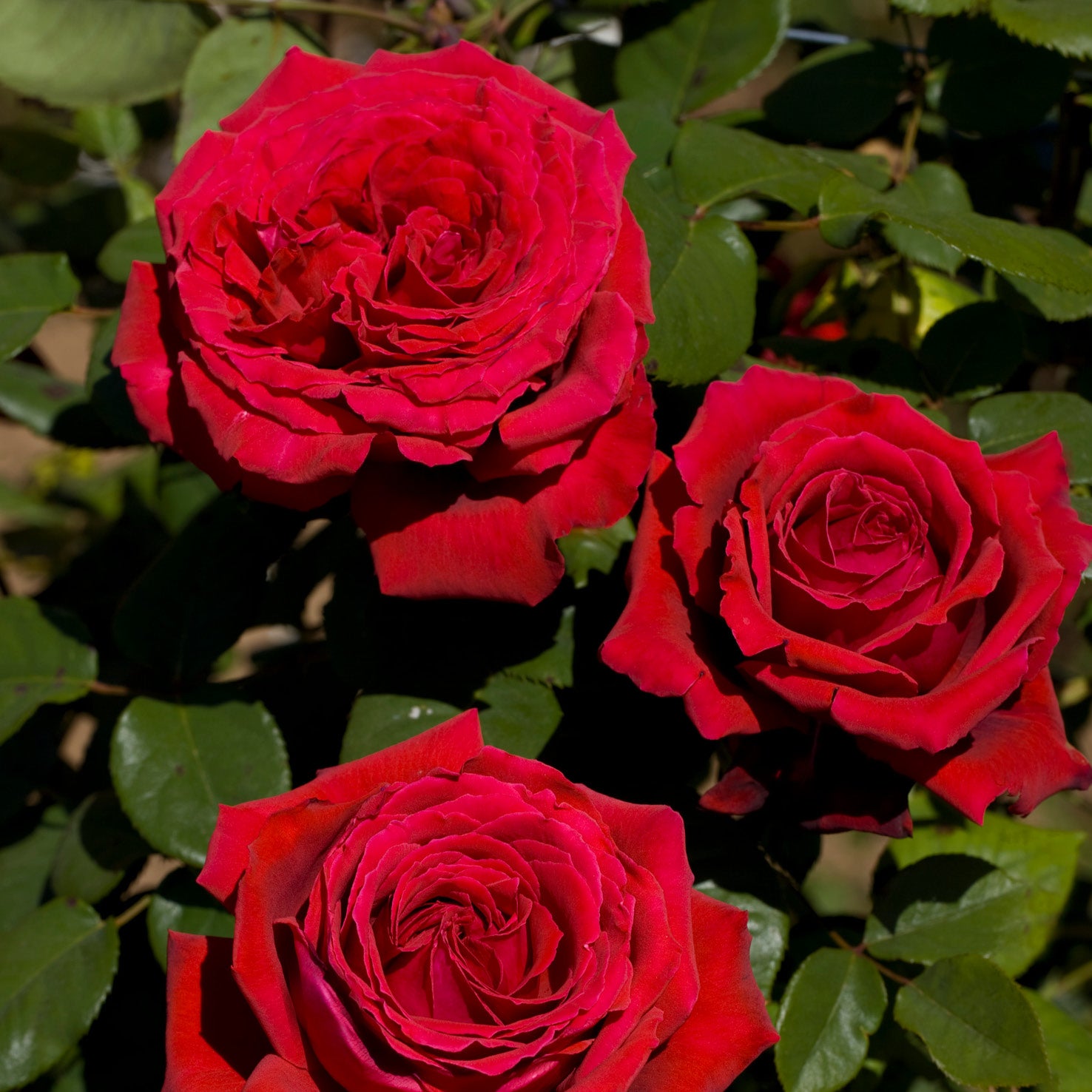 Blühende Edelrose 'Duftfestival'®