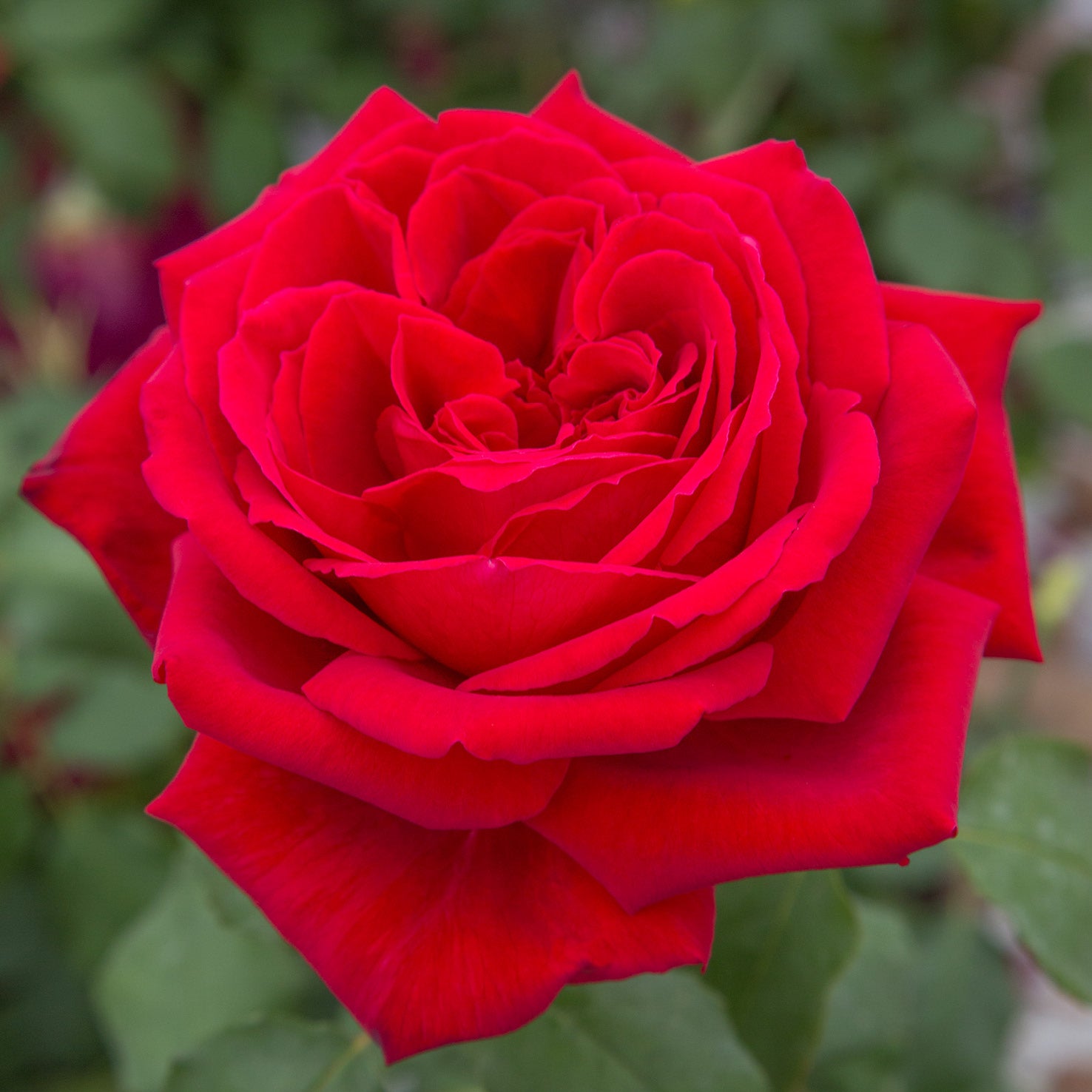 Blüte der Edelrose 'Duftfestival'®