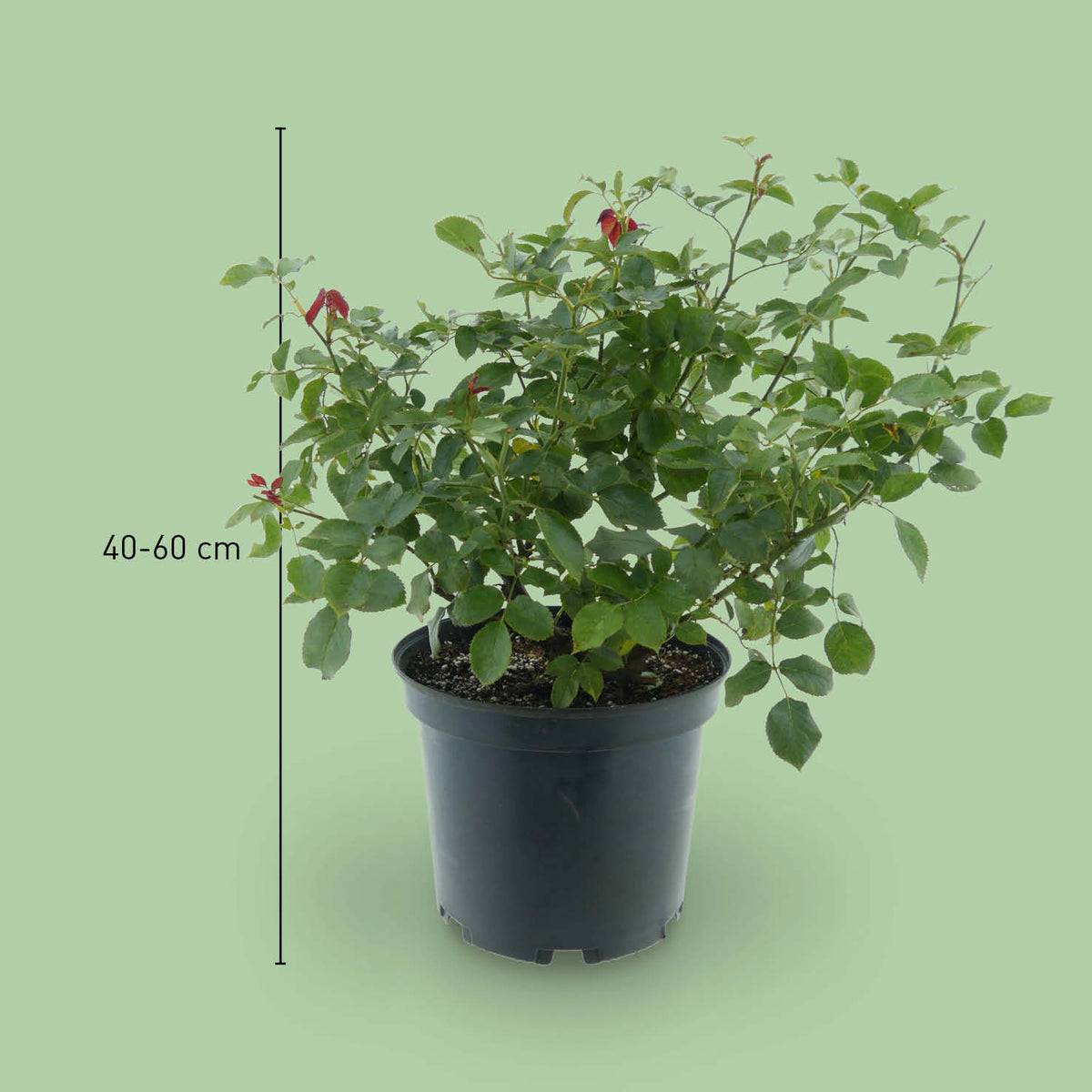 Größe der Edelrose 'Duftfestival'®
