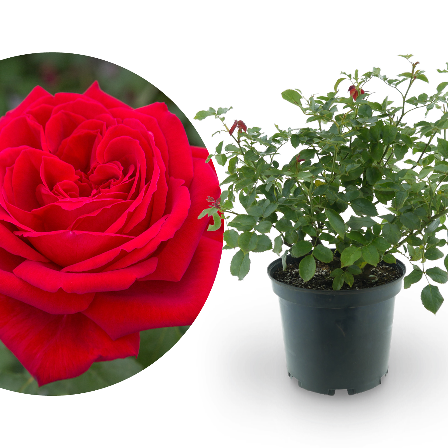 Edelrose 'Duftfestival'® Rot
