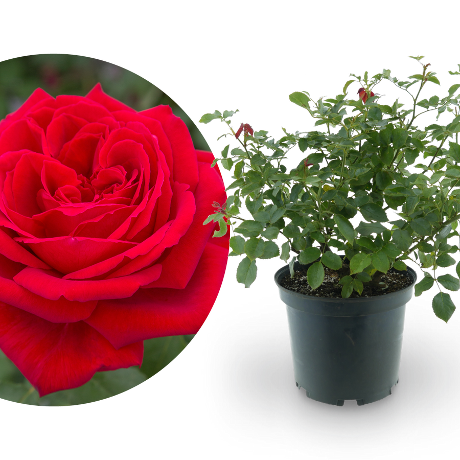 Edelrose 'Duftfestival'® Rot