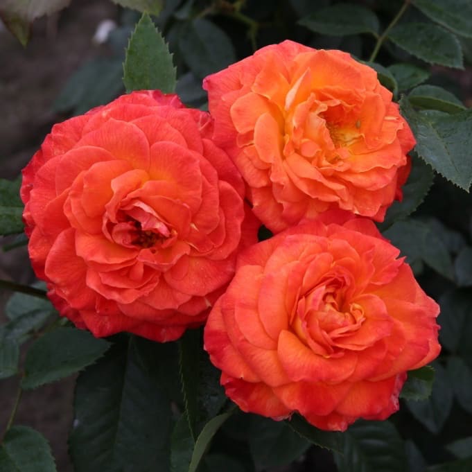Edelrose 'Feurio'® Orange-Gelb