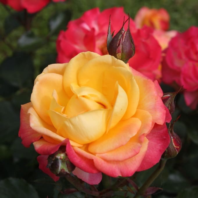 Edelrose 'Flaming Star'® Gelb-Rosarot
