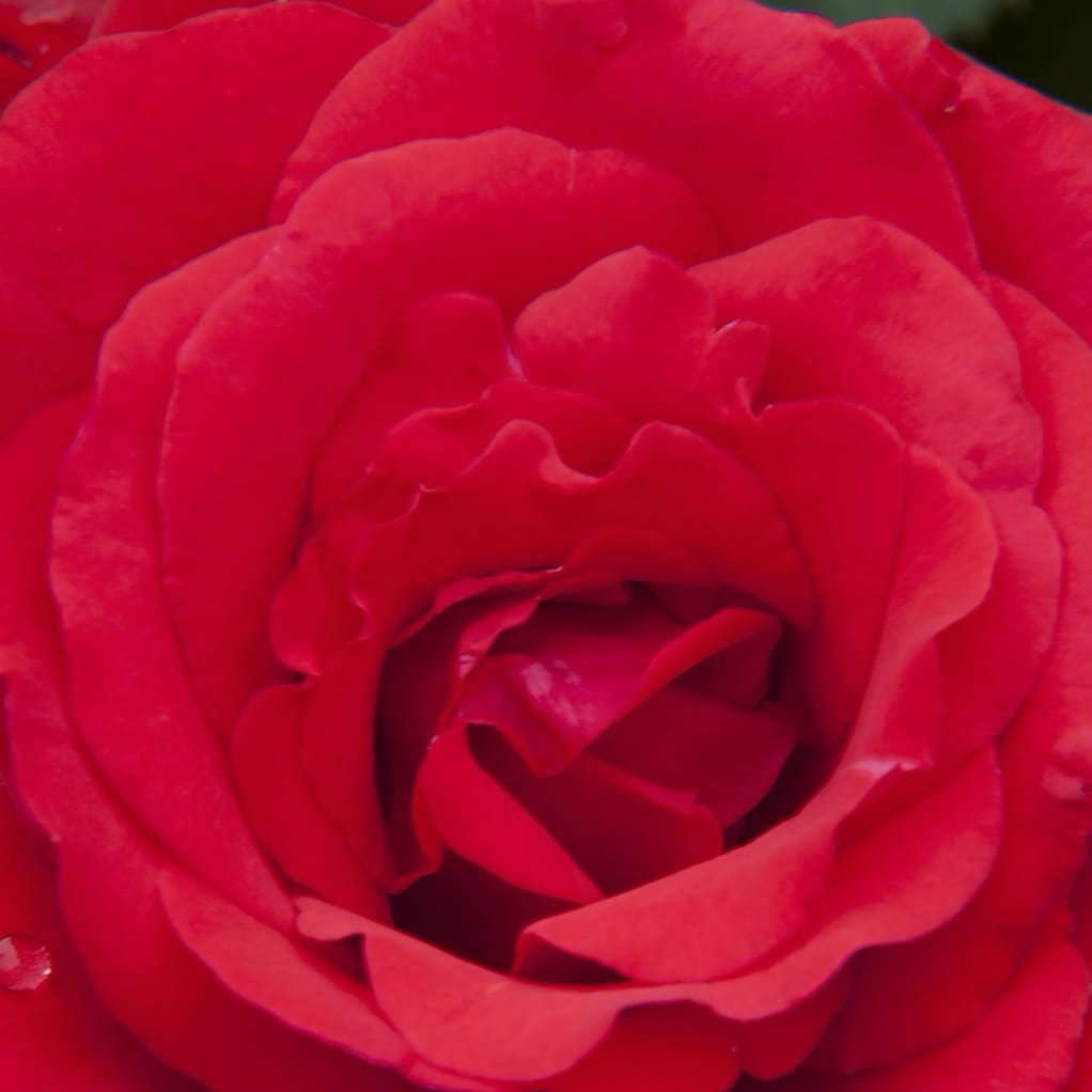 Edelrose 'Grande Amore'® Rot