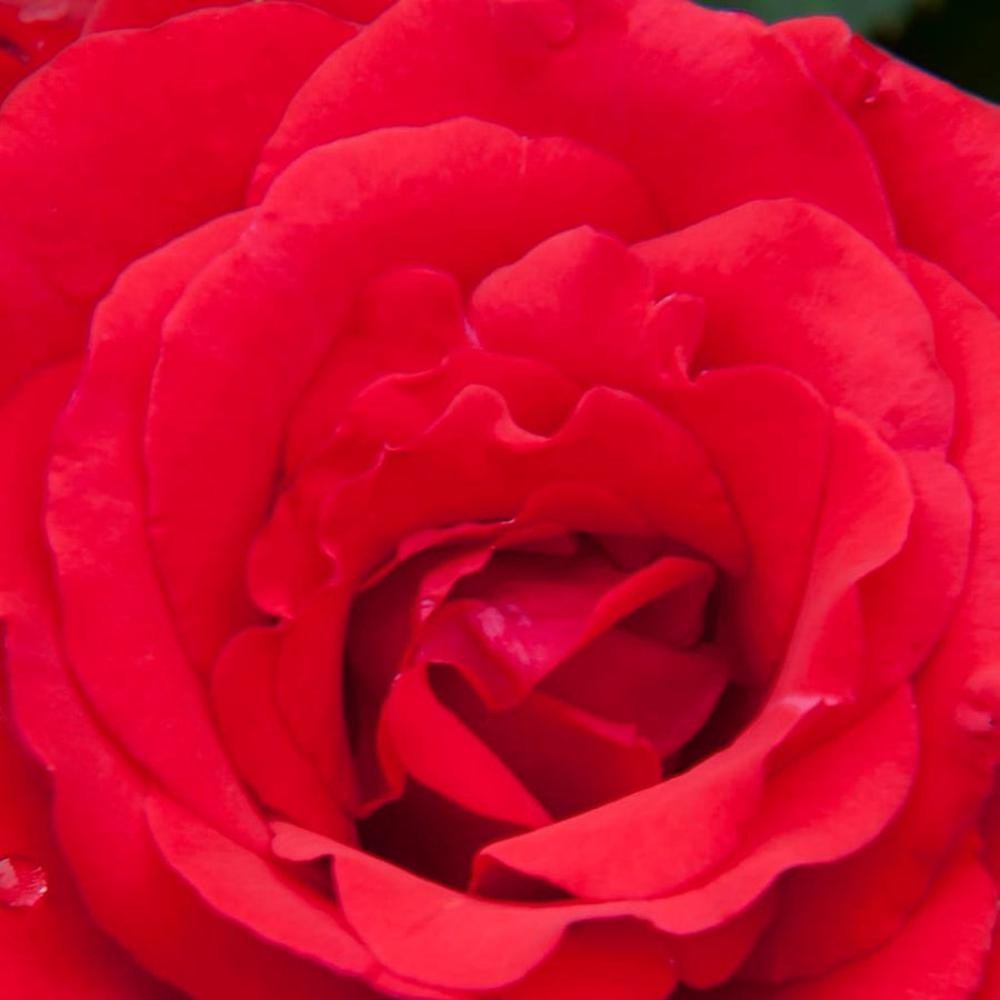 Edelrose 'Grande Amore'® Rot