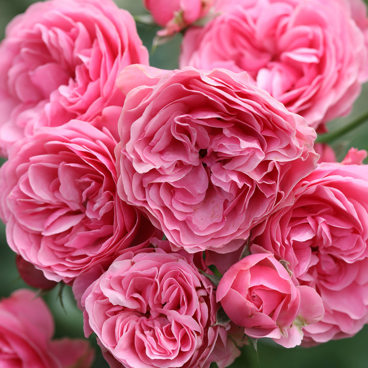 Edelrose 'Leonardo da Vinci'® in Blüte