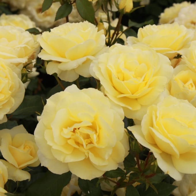 Edelrose 'Limona'® Hellgelb